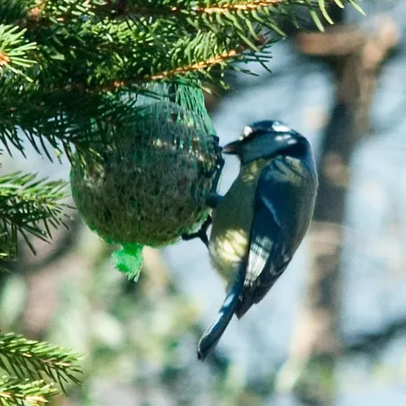 לינה וארוחת בוקר Bbnaon פורדנונה