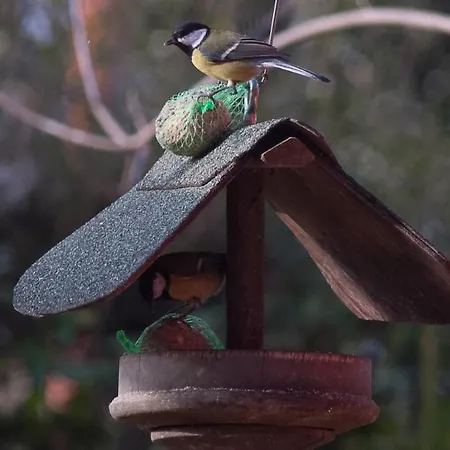 Bbnaon 포르데노네